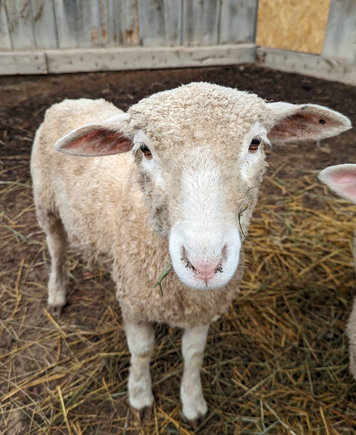 Photo of a Sheep Are you listening to Jesus the shepherd? photo cred- Emma Englesby